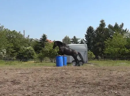 Horsemanship Dresden
